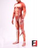 Pet Muscle Men PETSUIT M001M