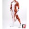 Tiger Cartoon PETSUIT T003-V4